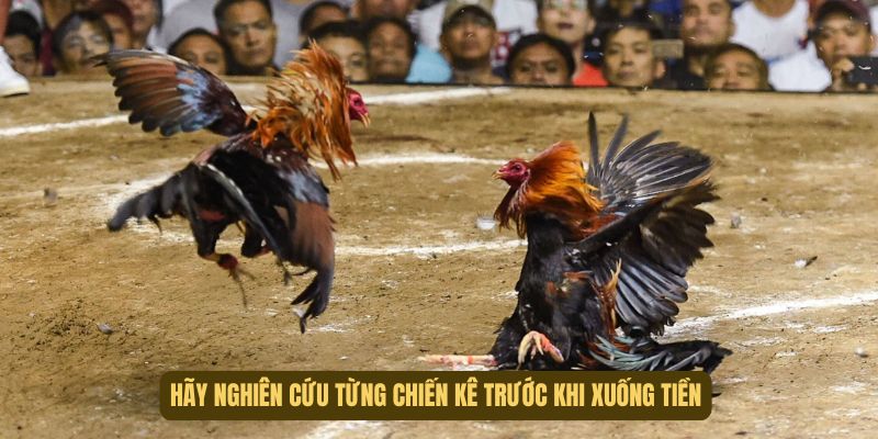 Cần nghiên cứu kĩ từng con trước khi xuống tiền