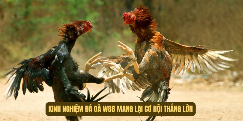 Kinh nghiệm đá gà mang đến nhiều cơ hội thắng