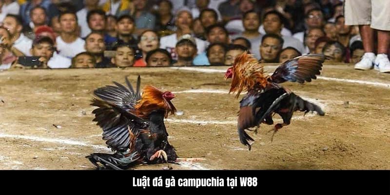 Luật quy định trong đá gà campuchia tại W88