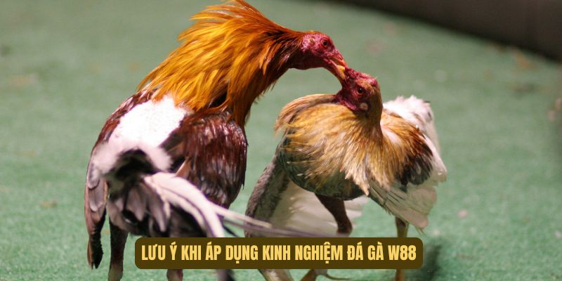 Vấn đề quan trọng khi áp dụng kinh nghiệm đá gà tại W88